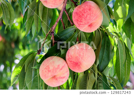 Close-up of fresh and sweet white peaches in a summer orchard Close-up of fresh and sweet white peaches in a summer orchard 129817243