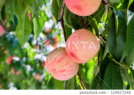 夏季果園中新鮮甜美的白桃的特寫 夏季果園中新鮮甜美的白桃的特寫 129817248