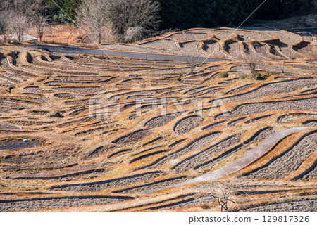 Maruyama Senmaida in winter (Kumano City, Mie Prefecture) 129817326