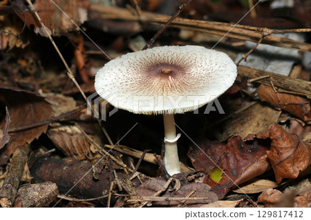 The entire side of the cap of a foxglove mushroom (outdoor field fungi and mushroom macro photography) 129817412