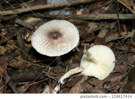 The cap, underside and stalk shape of the foxglove mushroom (outdoor field fungi and mushroom macro photography) 129817414