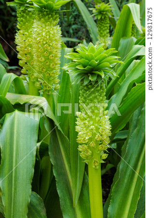 Beautiful pineapple lilies blooming in the summer garden 129817675