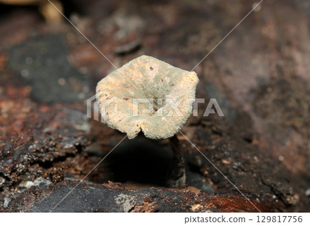 The funnel-shaped cap of a Kawakitake mushroom has been infected with blue mold (macro photography of fungi and mushrooms in the natural environment) 129817756