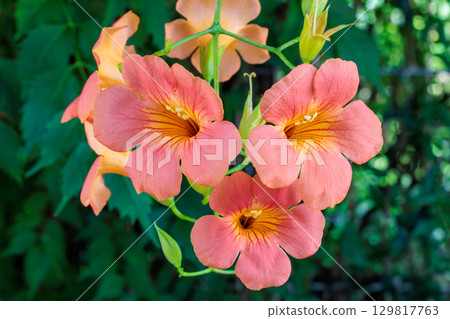 Beautiful Trumpet Creeper flowers in a summer garden Beautiful Trumpet Creeper flowers in a summer garden 129817763