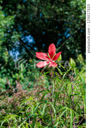 深紅色的楓風信子花在花園裡綻放得美麗 129817820