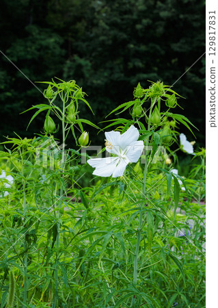 花園裡整齊的白楓花 花園裡整齊的白楓花 129817831