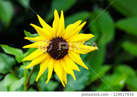 Schweinitz sunflowers blooming vigorously in a summer garden 129817836