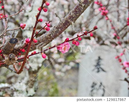 Bright and beautiful red plum blossoms bloom in early spring 129817867