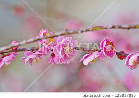 美麗的粉紅色梅花在早春綻放 129817886