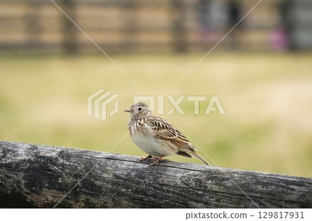 雲雀棲息在木柵欄上 129817931