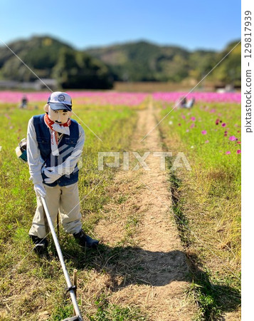 愛媛縣宇和島市 波斯菊田野裡的手工稻草人 愛媛縣宇和島市 波斯菊田野裡的手工稻草人 129817939