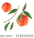 Hand-drawn peach tree fruits with leaves and branch watercolor isolated illustration in realistic style. Ripe summer nectarines with juicy pulp botanical drawings. Natural food clipart Hand-drawn peach tree fruits with leaves and branch watercolor isolated illustration in realistic style. Ripe summer nectarines with juicy pulp botanical drawings. Natural food clipart 129818050