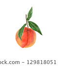 Peach with leaves realistic watercolor illustration. Ripe whole sweet fruit, summer harvest, organic vegetarian food, natural food, ingredient, package design element, hand-drawn on white background Peach with leaves realistic watercolor illustration. Ripe whole sweet fruit, summer harvest, organic vegetarian food, natural food, ingredient, package design element, hand-drawn on white background 129818051