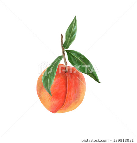 Peach with leaves realistic watercolor illustration. Ripe whole sweet fruit, summer harvest, organic vegetarian food, natural food, ingredient, package design element, hand-drawn on white background 129818051