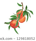 Hand-drawn watercolor illustration of ripe peach with leaves on tree branch. Juicy fruit, summer harvest, organic vegetarian food, ingredient, packaging design element isolated on white background Hand-drawn watercolor illustration of ripe peach with leaves on tree branch. Juicy fruit, summer harvest, organic vegetarian food, ingredient, packaging design element isolated on white background 129818052