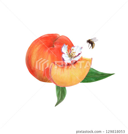 Peaches with whole fruit, slice, flowers, leaves and small bee watercolor isolated illustration in realistic style. Ripe orange summer plants with juicy pulp. Natural food drawing for summer markets Peaches with whole fruit, slice, flowers, leaves and small bee watercolor isolated illustration in realistic style. Ripe orange summer plants with juicy pulp. Natural food drawing for summer markets 129818053