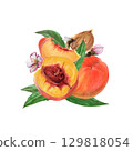 Watercolor peach hand-drawn illustration with whole fruit, half, slice, leaves, blossoms, pit and small bee isolated on white. Organic food drawing for summer and fall markets Watercolor peach hand-drawn illustration with whole fruit, half, slice, leaves, blossoms, pit and small bee isolated on white. Organic food drawing for summer and fall markets 129818054