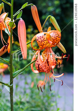 夏日花園裡盛開著美麗的虎百合花 129818068