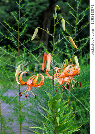 夏日花園裡盛開著美麗的虎百合花 夏日花園裡盛開著美麗的虎百合花 129818071