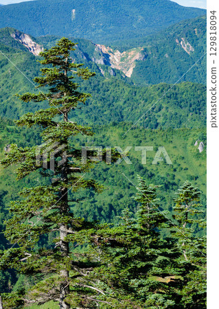 日本志賀高原美麗的 Veitchii 森林 129818094