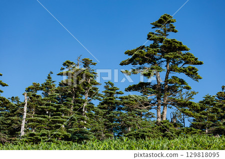 日本志賀高原美麗的 Veitchii 森林 日本志賀高原美麗的 Veitchii 森林 129818095