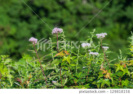 Four-leaf bulbul flowers blooming on the cliffs of the valley Four-leaf bulbul flowers blooming on the cliffs of the valley 129818158