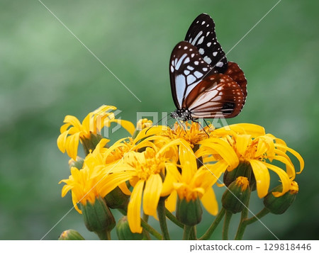 This is a swallowtail butterfly sucking nectar from a Japanese holly. This is a swallowtail butterfly sucking nectar from a Japanese holly. 129818446