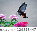 This is a black swallowtail butterfly sucking nectar from a pentas. 129818447