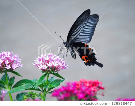 This is a black swallowtail butterfly sucking nectar from a pentas. 129818447