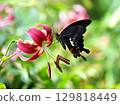 This is a swallowtail butterfly sucking nectar from a thorn lily. 129818449