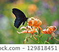 This is a swallowtail butterfly sucking nectar from a tiger lily. 129818451