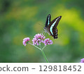 This is a blue swallowtail butterfly sucking nectar from a three-foot verbena. 129818452