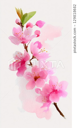 Delicate watercolor cherry blossom branch with pink petals and green leaves. 129818682