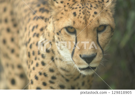 A cheetah with a painful wound on its nose 129818905
