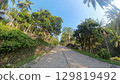 Jungle Road Palm Trees 129819492