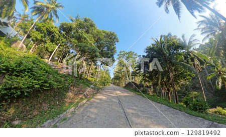 Jungle Road Palm Trees Jungle Road Palm Trees 129819492