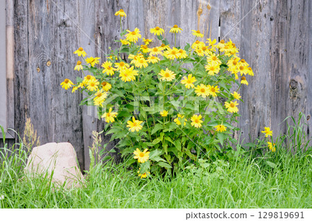 Bright yellow flowers bloom near weathered wooden fence in serene outdoor setting during late spring afternoon Bright yellow flowers bloom near weathered wooden fence in serene outdoor setting during late spring afternoon 129819691