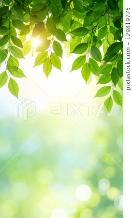 A natural background material with refreshing sunlight filtering through the trees and fresh green leaves 129819775