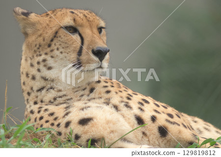 一隻獵豹躺著凝視遠方 129819812