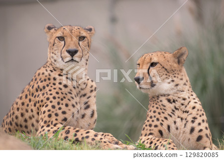 The cheetah brothers are posing like this 129820085