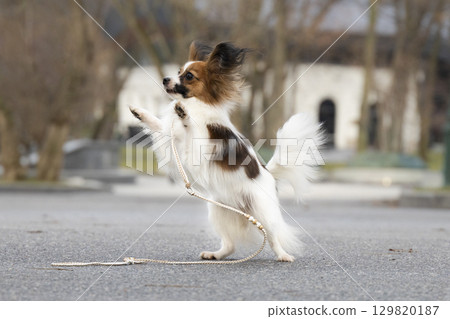 Energetic papillon dog jumping in spring park with leash, active small breed outdoors. 129820187