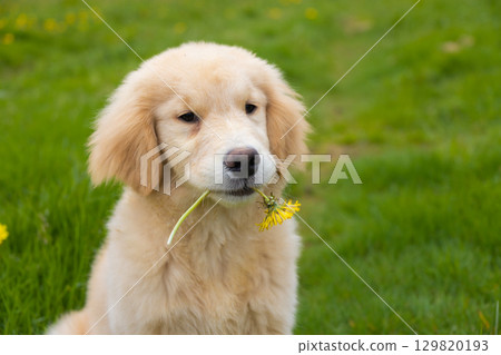 Cute golden retriever puppy sitting on green grass with yellow dandelion flower in mouth, spring outdoor portrait. 129820193