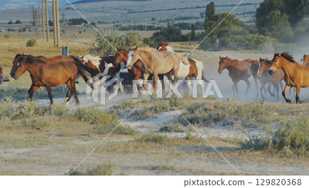 Herd of horses running on dusty steppe near Belogorsk in Crimea 129820368