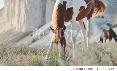 Pinto horse grazing in the mountains of Crimea near Belogorsk Pinto horse grazing in the mountains of Crimea near Belogorsk 129820436