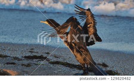 Great cormorant drying its wings on the beach of Crimea 129820482
