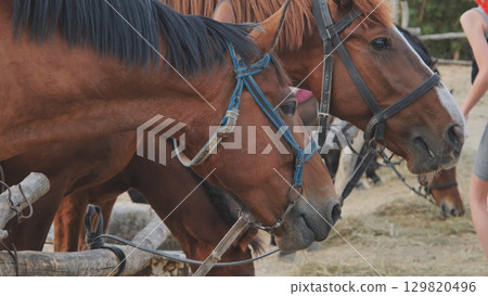 Brown horses eating hay in Crimea near Belogorsk 129820496