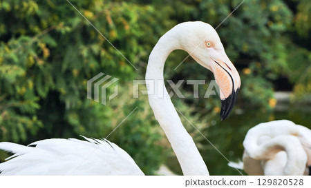Pink feathered flamingo grooming pristine plumage, beak arched backward, second flamingo visible in soft focused background Pink feathered flamingo grooming pristine plumage, beak arched backward, second flamingo visible in soft focused background 129820528