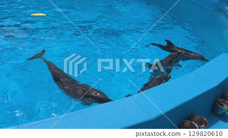 Dolphins swimming in blue pool during a sunny day 129820610