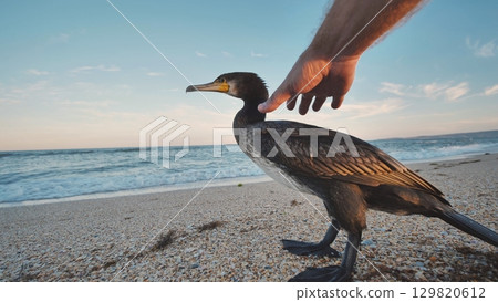 Man stroking a great cormorant on the beach in Crimea 129820612