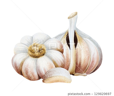 Garlic whole and half bulb vegetables and clove watercolor illustration isolated on white. Hand drawn realistic spicy food for kitchen and culinary designs. Fall healthy eating drawing composition 129820697